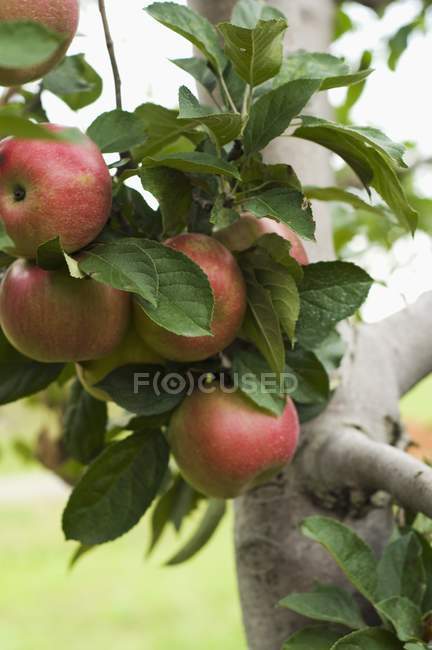 Cluster of Apples Growing — Stock Photo