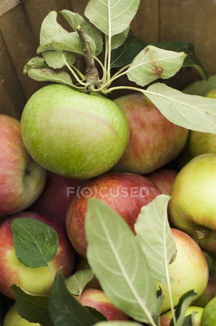 Frisch gepflückte Äpfel — Stockfoto
