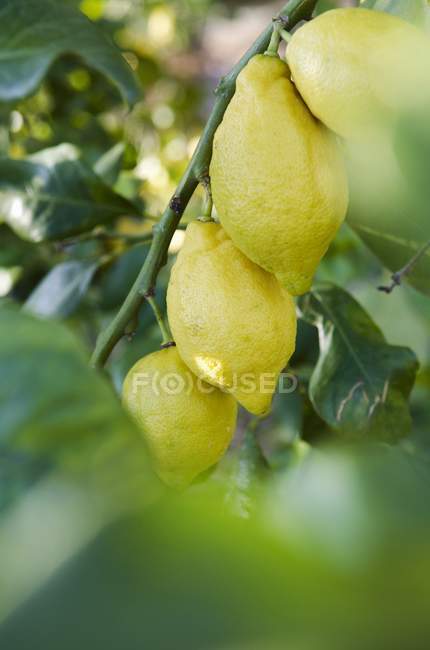 Citrons mûrs sur la plante — Photo de stock