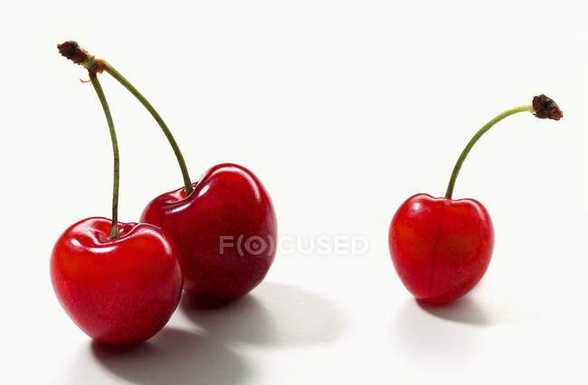 Fresh morello cherries — Stock Photo