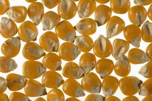 Noyaux de maïs sur fond blanc — Photo de stock