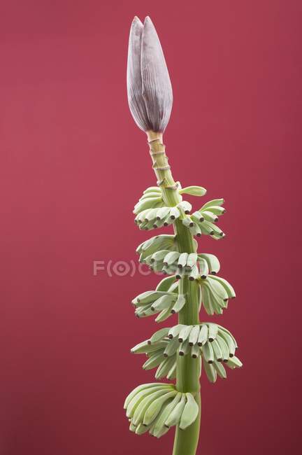 Bunch of bananas with flower — Stock Photo