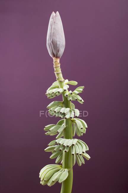 Bunch of bananas with flower — Stock Photo