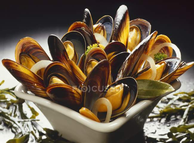 Cooked Mussels with herbs — Stock Photo