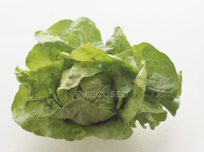 Lettuce with drops of water — Stock Photo
