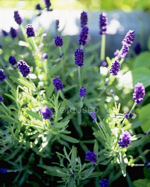 Closeup daytime view of flowering lavender plants — Stock Photo