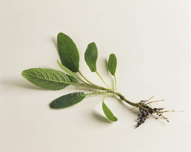 Fresh Sage sprig with roots — Stock Photo