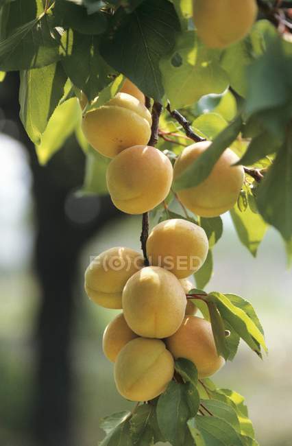 Bunch of Apricots on tree — Stock Photo