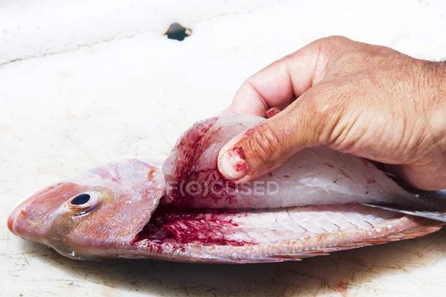 Человек Филлинг рыбы — стоковое фото