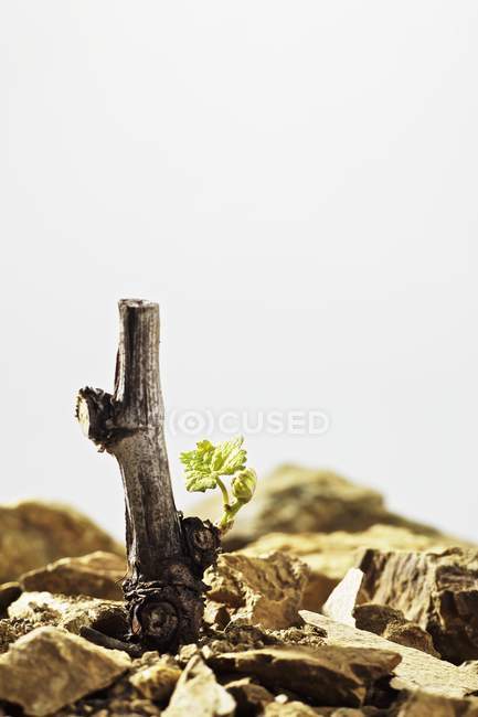 Vue de jour rapprochée de la vigne avec de jeunes pousses sur les rochers — Photo de stock