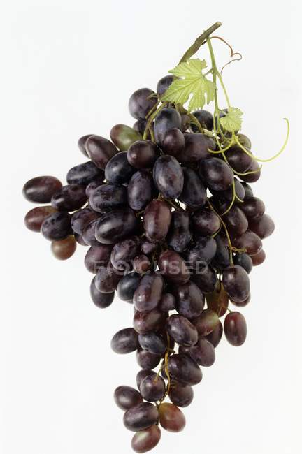 Пучок чорного винограду — стокове фото