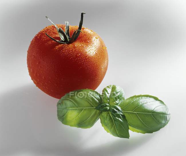 Pomodoro con gocce d'acqua e basilico — Foto stock