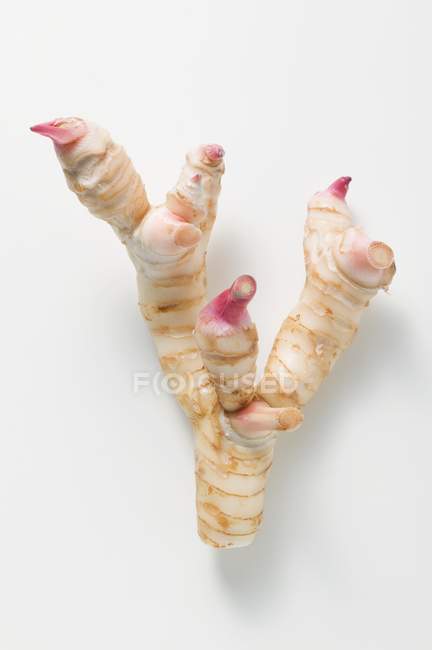 Fresh galangal root — Stock Photo