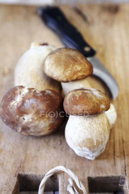 Fresh porcini mushrooms — Stock Photo