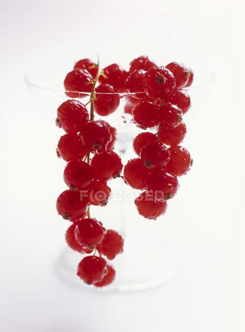 Redcurrants hanging on glass — Stock Photo