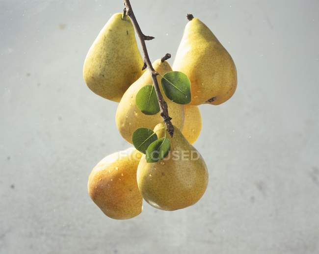 Varios peras amarillas - foto de stock