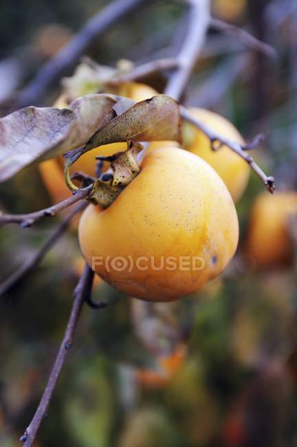 Fresh persimmons on tree — Stock Photo