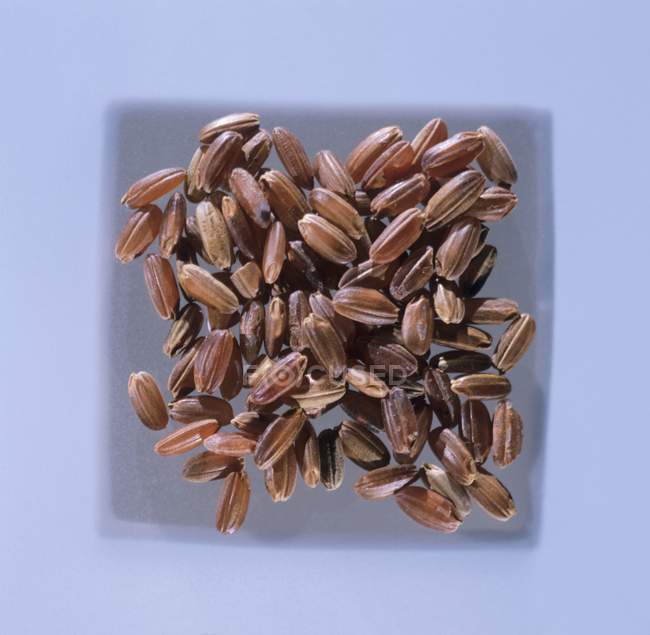Uncooked red camargue rice — Stock Photo