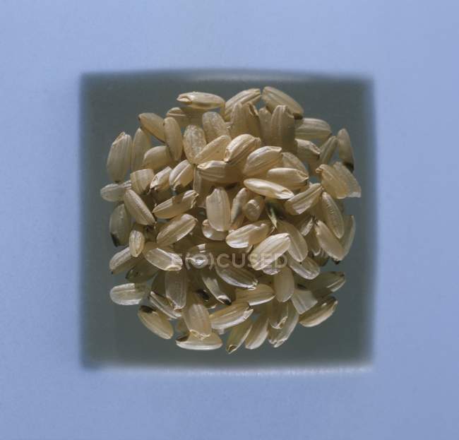 Riz brun à grains longs non cuit — Photo de stock