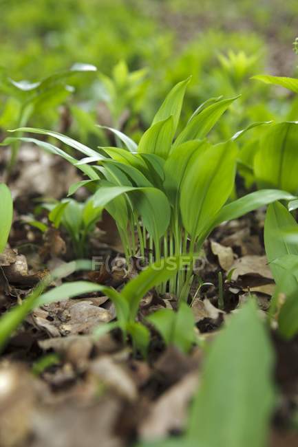 Closeup view of Ramsons plants on a wood bottom — Stock Photo