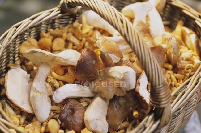 Basket of freshly-picked ceps — Stock Photo