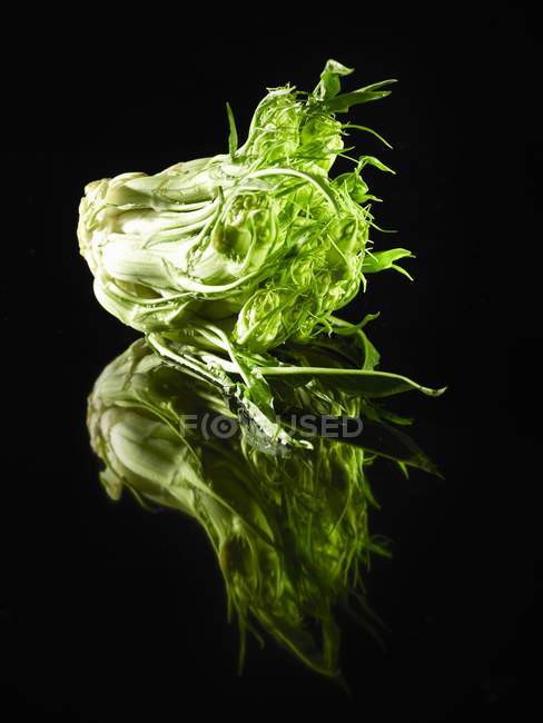 Chicoreestamm und Blätter — Stockfoto