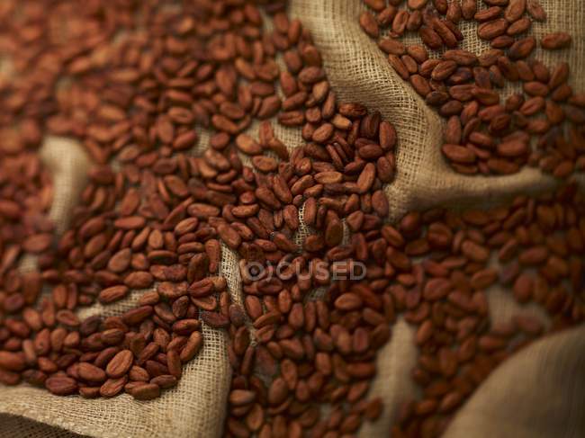 Какао-бобы на джуте — стоковое фото