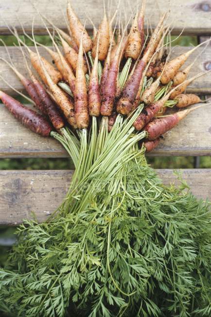 Racimo fresco recogido de zanahorias rojas - foto de stock