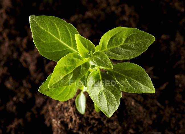 Basil plant growing — Stock Photo