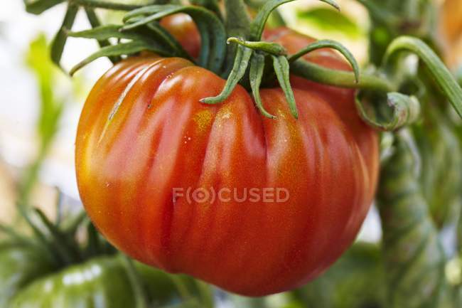 Bife tomate vermelho — Fotografia de Stock