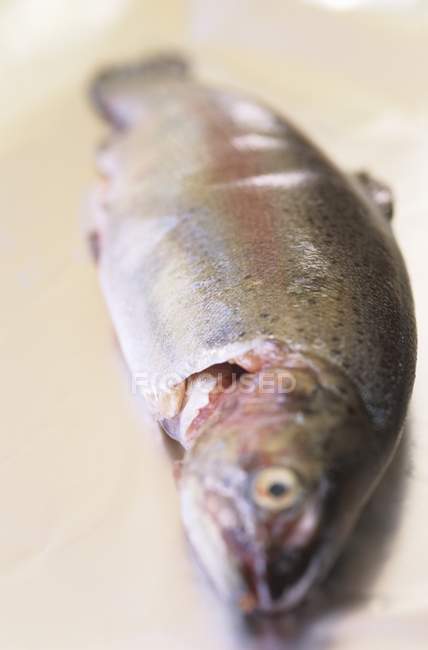 Fresh raw trout fish — Stock Photo