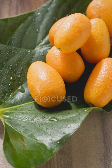 Kumquats frescos en la hoja - foto de stock