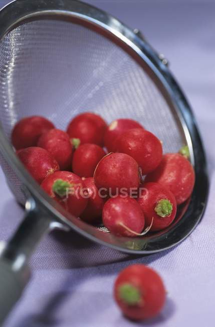Freshly-washed fresh ripe radishes — Stock Photo