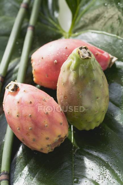 Three prickly pears — Stock Photo