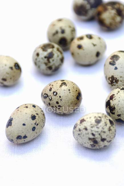 Vários ovos de codorniz — Fotografia de Stock