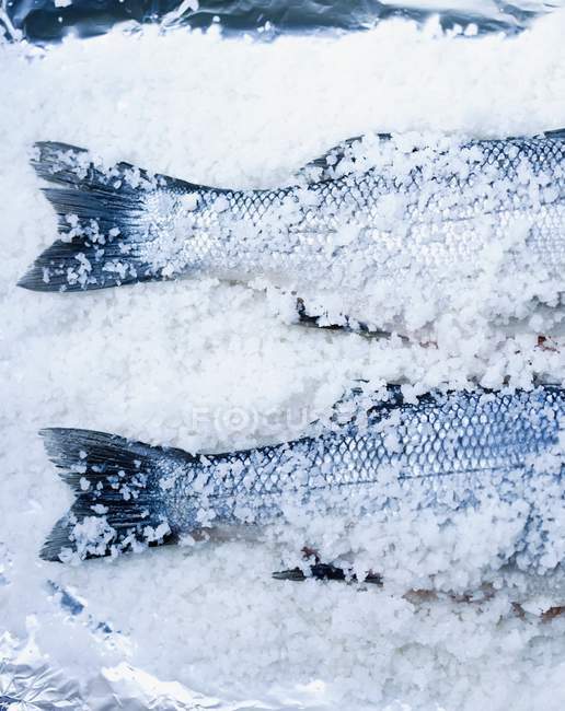 Fresh sea bass in salt — Stock Photo