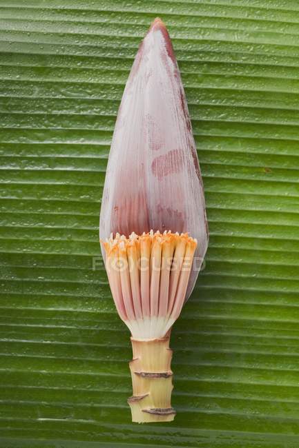 Банановый цветок на листе — стоковое фото