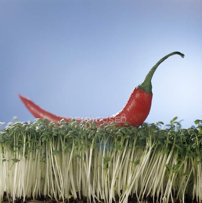 Chili vermelho na cama de agrião — Fotografia de Stock