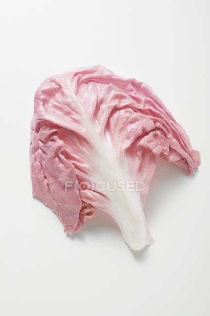 Pink Radicchio Leaf — Stock Photo