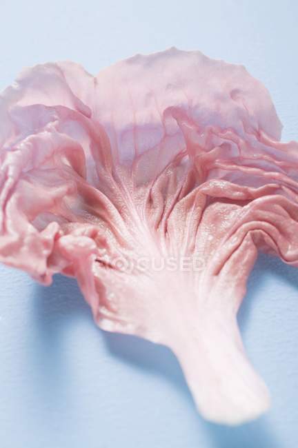 Foglia di Radicchio rosa — Foto stock