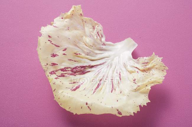 White Radicchio Leaf — Stock Photo