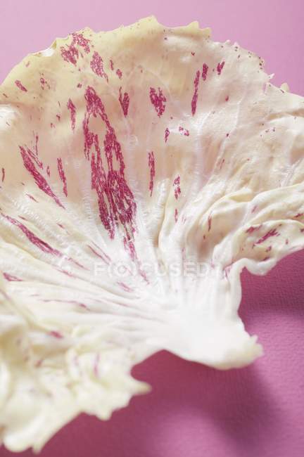 White Radicchio Leaf — Stock Photo