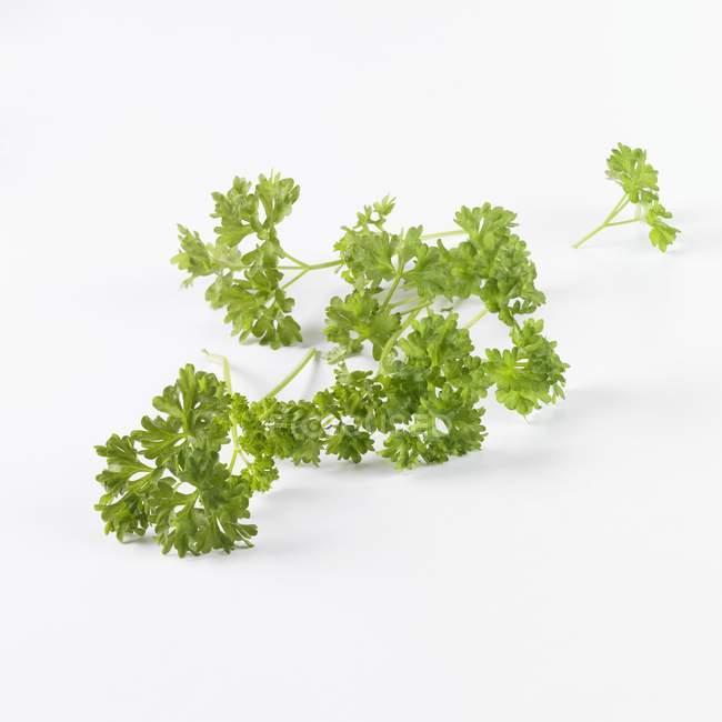 Curly leaf parsley — Stock Photo