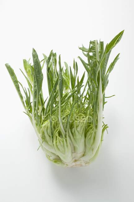 Chicory stem with leaves — Stock Photo