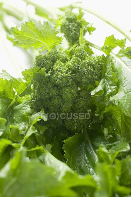 Broccoli rabbiosi freschi — Foto stock