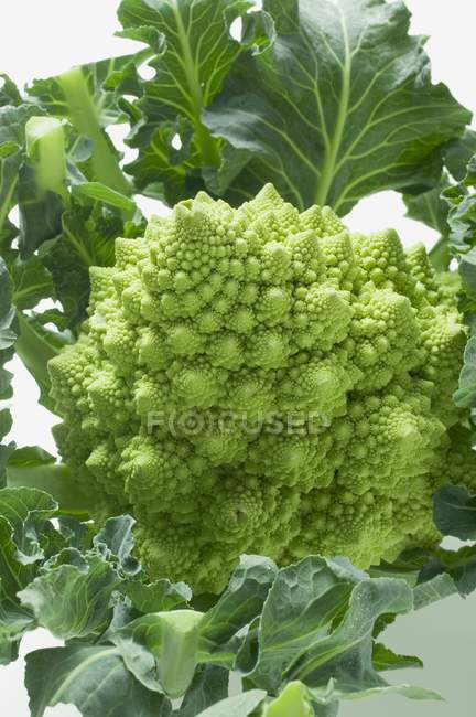 Broccoli romanesco freschi maturi — Foto stock