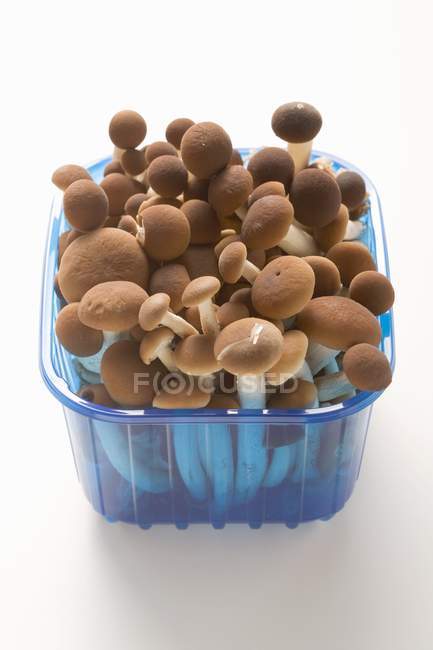 Pioppini mushrooms in plastic punnet — Stock Photo