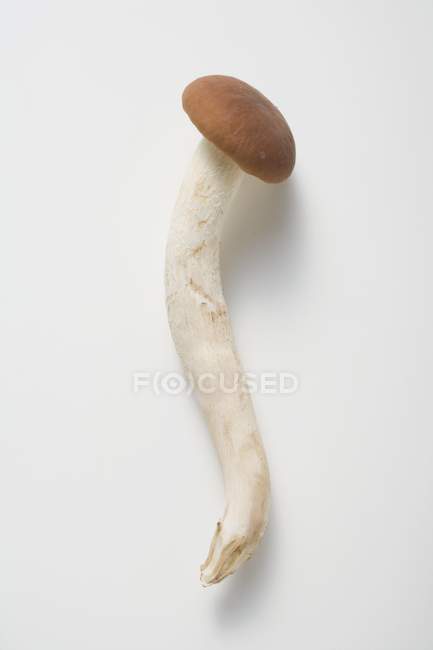 Крупним планом зору гриба оксамит Pioppini на білій поверхні — стокове фото