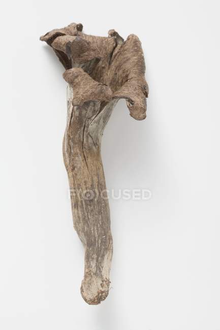 Vue rapprochée du dessus du champignon chanterelle noir frais sur fond blanc — Photo de stock