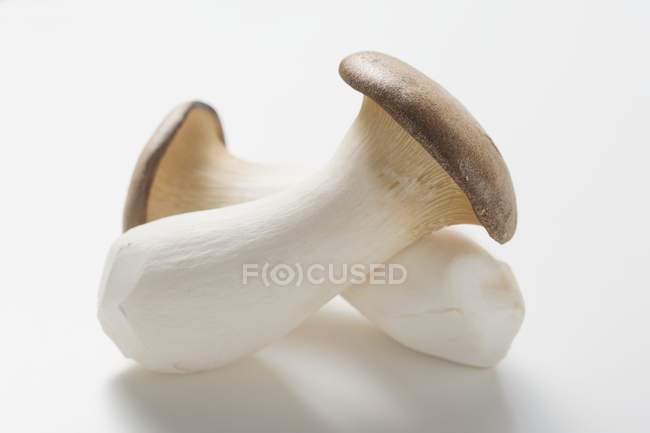 King oyster mushrooms — Stock Photo